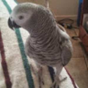 Meet your Posher, Michele